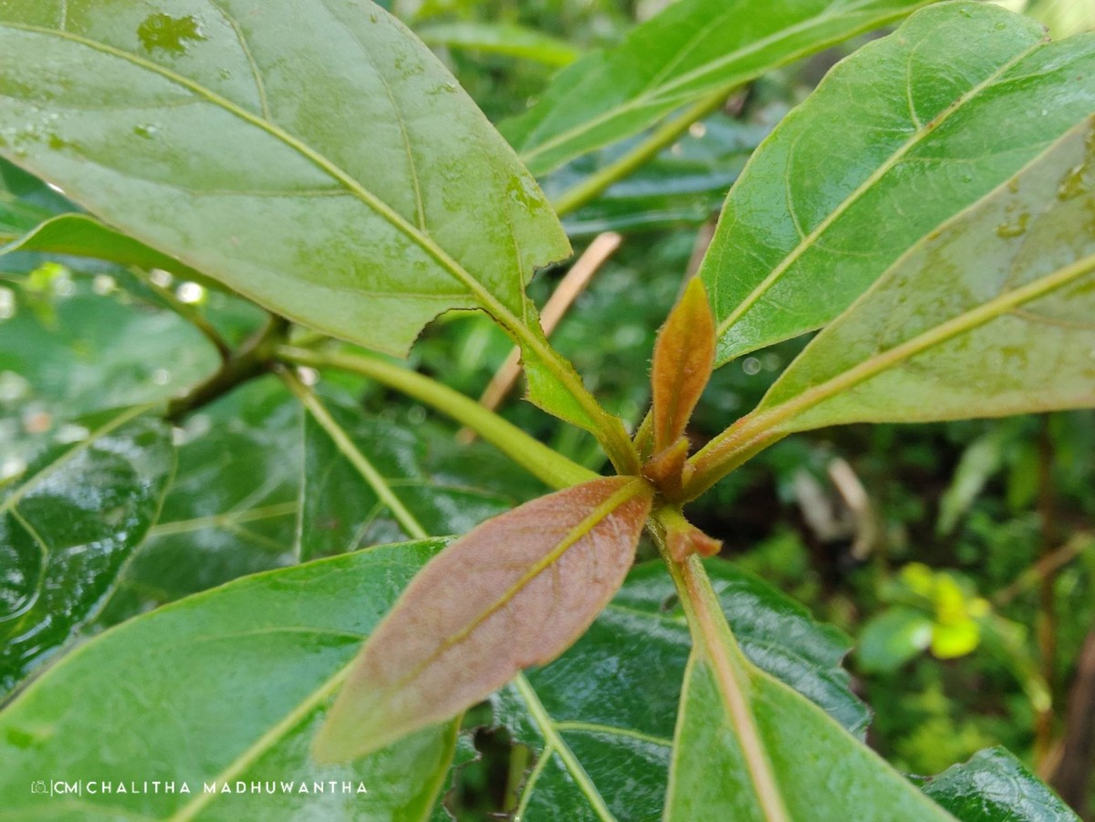 Terminalia bellirica (Gaertn.) Roxb.